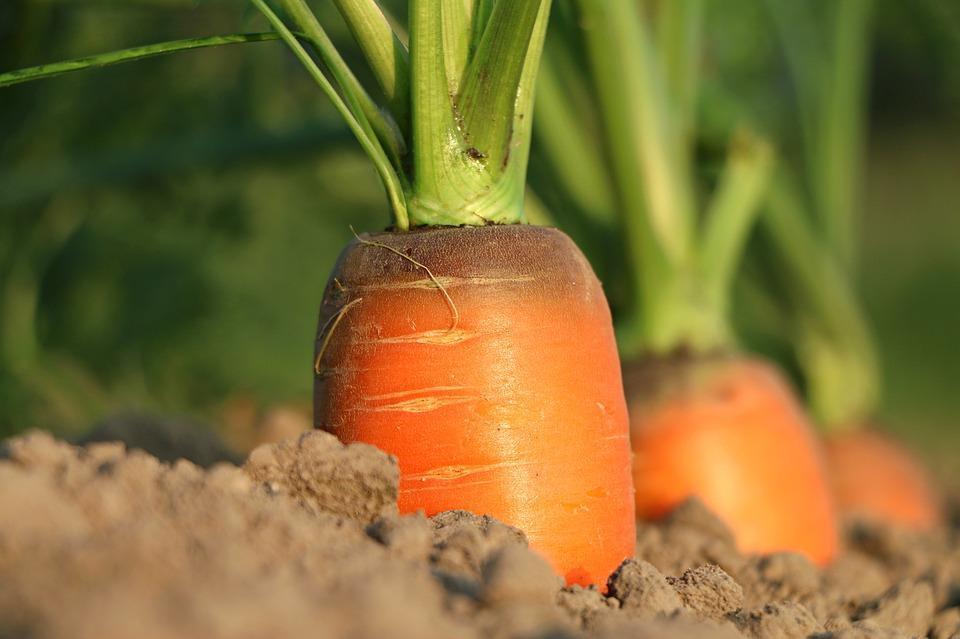 Что содержит и чем полезна морковь?