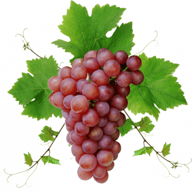 Виноград Виноград